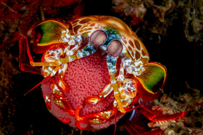 Mantis Shrimp with brood