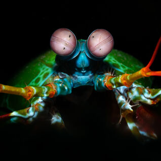 Mantis Shrimp