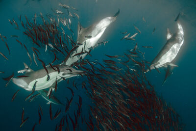Bait ball with dolphins