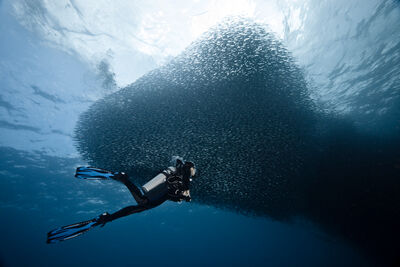 Diver with bait ball