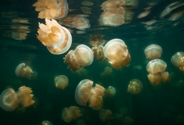 Jellyfish lake Palau