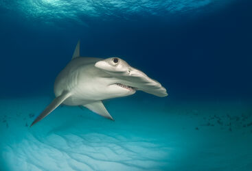 Hammerhead Shark