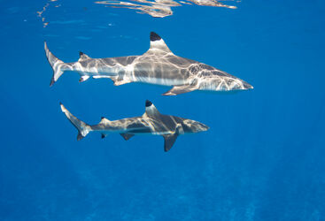 black tip reef sharks