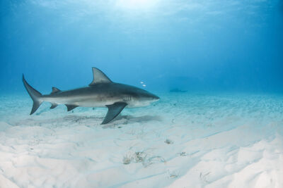 Bull Shark