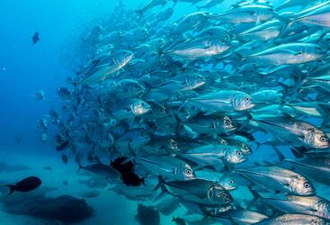 Drift Diving in Mexico