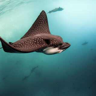 Eagle Ray