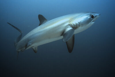 thresher shark