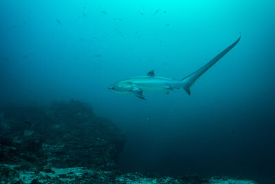 thresher shark