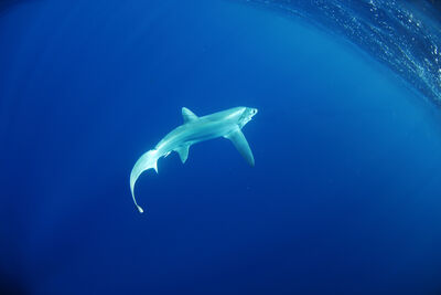 thresher shark
