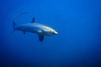 thresher shark