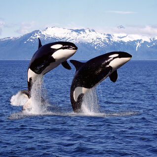 Orcas