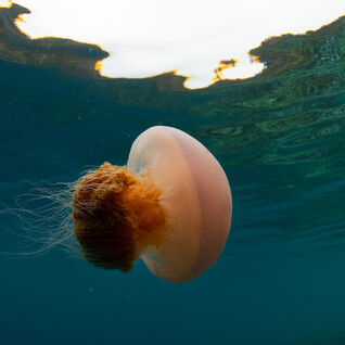 Jellyfish