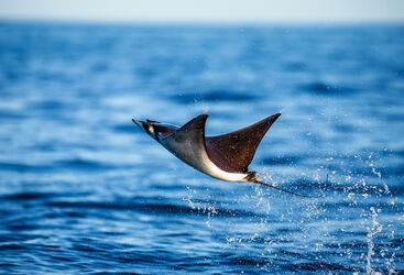 Mobula Ray Breeching the Surface