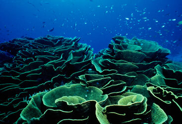 cabbage coral