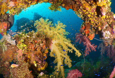 coral encrusted wreck in Chuuk Lagoon