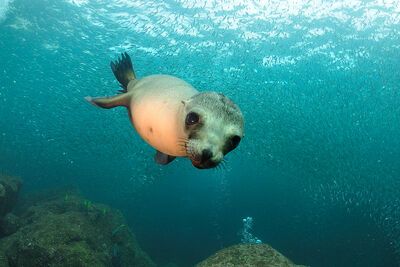 Sea lion