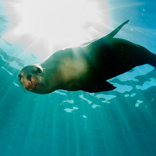 Sea lion