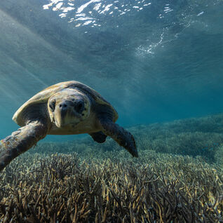 loggerhead turtle