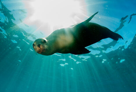 Sea lion