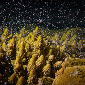 coral spawning