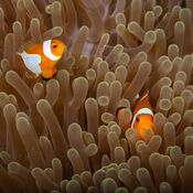 Clownfish