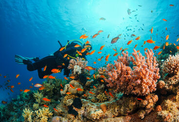 diver and coral