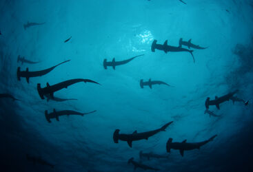 Schooling Hammerheads