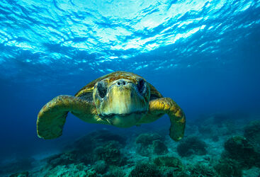 loggerhead turtle