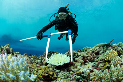 diver measuring coral
