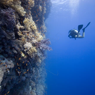 diver on wall