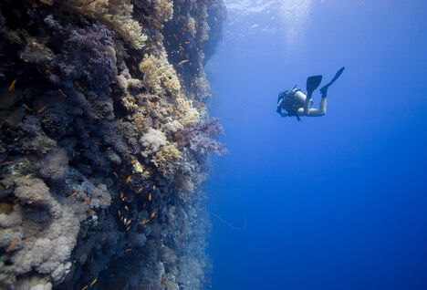 diver on wall