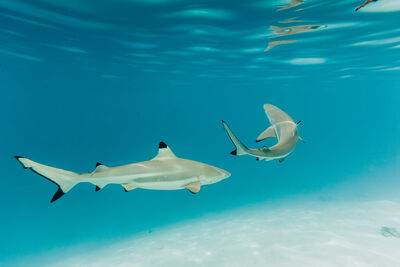 black tip reef sharks