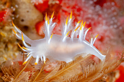 Nudibranch