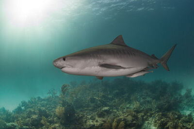 tiger shark