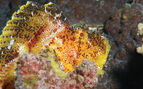 leaf scorpianfish
