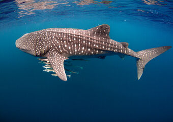 WhaleShark