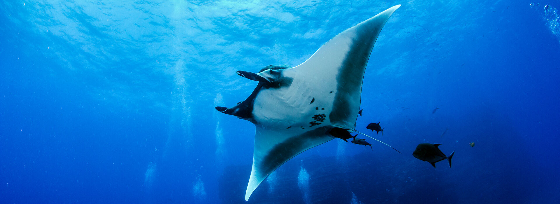 manta ray