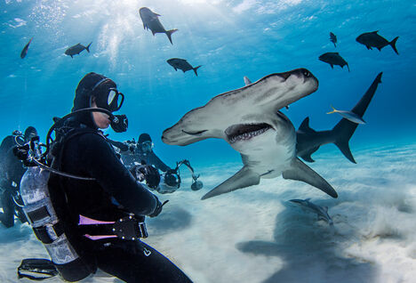 hammerhead shark and diver
