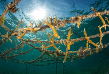 Coral restoration