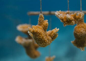 coral fragments