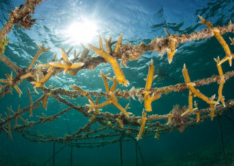 Coral restoration
