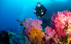 diver and soft coral