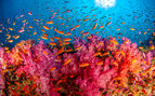 Fish and soft coral