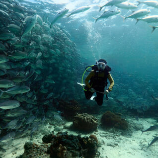 diver surrounded by a school of fish at Sipadan Island