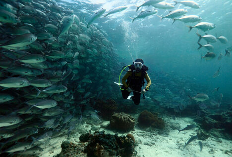 diver surrounded by a school of fish at Sipadan Island