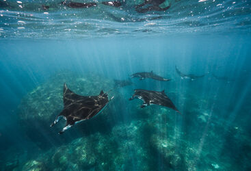manta rays
