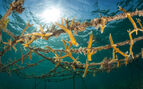 coral restoration fragments