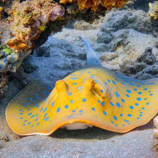 Bluespotted ribbontail ray on coral reef 