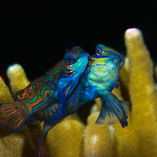 Two mandarin fish (Synchiropus splendidus) among yellow hard coral