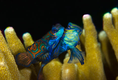 Two mandarin fish (Synchiropus splendidus) among yellow hard coral